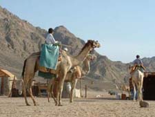 Camel Safaris