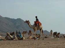 Camel course